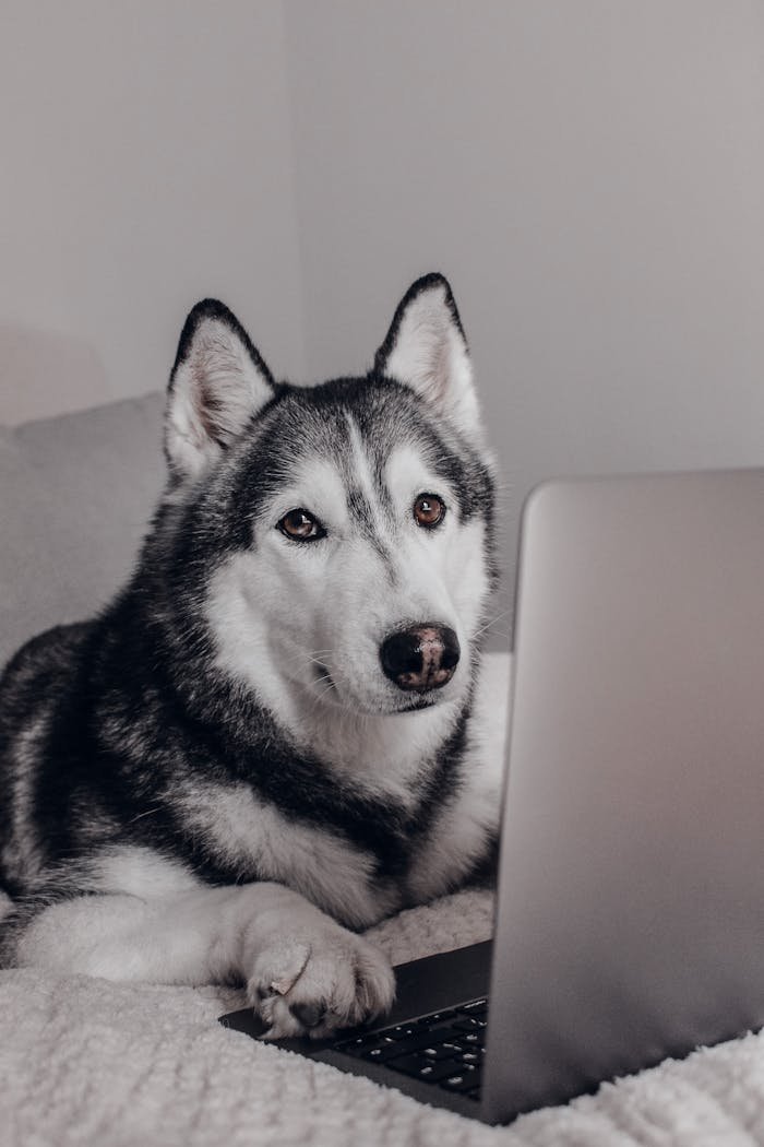 A husky dog is sitting on a bed with a laptop