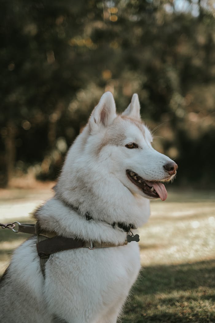 cute Siberian Husky dog sitting on a meadow sticking his tongue out